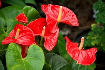 Anthurium Flower Seeds Heirloom Non GMO Planting - 100 pcs