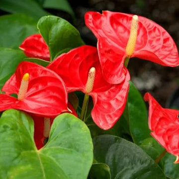 Anthurium Herb Seeds