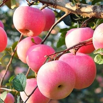 Green Lasiacantha Fruit Seeds - A Unique and Nutritious Fruit for Your Garden 100 Pcs pcs