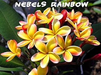 Yellow Frangipani Flower Seeds – Heirloom Non-GMO Plumeria Seeds for Tropical Gardens