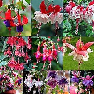 Fuchsias Flower Seeds Heirloom Non GMO Planting - 100 pcs for planting in home garden