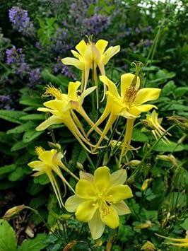 Akelei Pflanze Flower Seeds for Planting - NON GMO Seeds