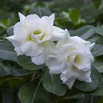 Organic Heirloom White Adenium Obesum Flower Seeds – Non-GMO Desert Rose Seeds for Planting