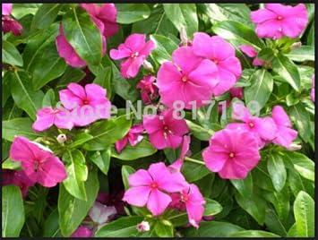 Pink Vinca Rosea Flower Seeds for Planting Non-GMO Heirloom Garden Seeds for Growing
