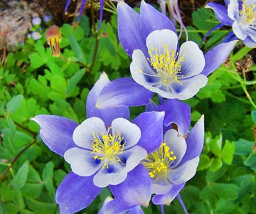 Heirloom Non-GMO Sky Blue Columbine Flower Seeds for Planting – Elegant Perennial Garden Seeds
