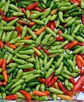 Green Red Chili Seeds for Planting heirloom & Non-GMO Seeds