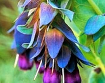 Blue Cerinthe Flower Seeds for Planting - 100 pcs