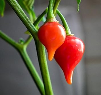 Chupetinha Pepper Seeds for Planting - 100 Pcs pcs