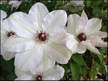 Heirloom Non-GMO Virginsbower Flower Seeds for Planting – Fast-Growing Blooms for Fences