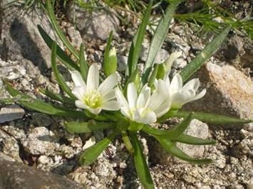 White Nevadensis Flower Seeds for Planting - 100 pcs