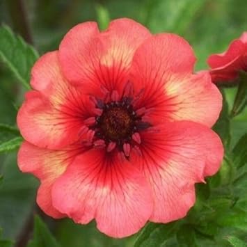 Red Willmott Flower Seeds for Planting, NON GMO Seeds