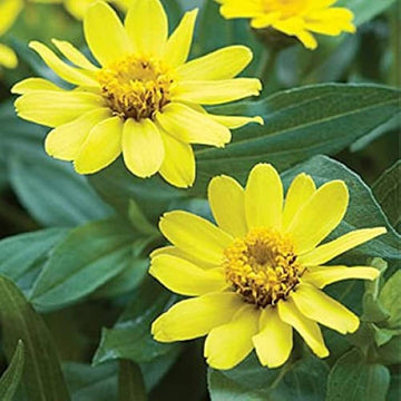 Light Yellow Zinnia Flower Seeds for Planting ƒ?? Non-GMO, Heirloom Garden Seeds