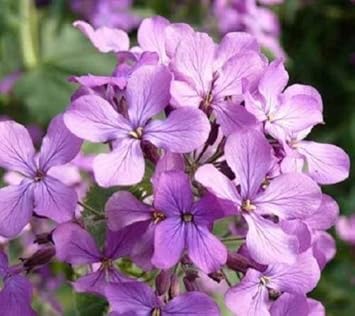 Night Scented Stock Seeds for Planting, Matthiola Variety, 100 pcs for planting in your garden.