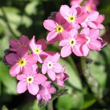 Pink Myosotis Flower Seeds for Garden - NON GMO Seeds
