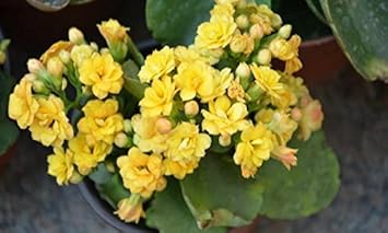Yellow Kalanchoe Flower Planting Seeds for Garden NON GMO Seeds