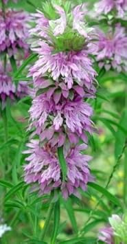 Lavender Lemon Mint Flower Seeds for Planting heirloom & Non-GMO Seeds