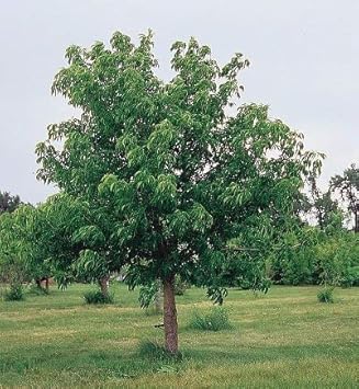 Aesculus Pavia Plant Seeds for Planting, 100 pcs
