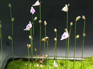 Utricularia Arenaria Plant Seeds for Planting - 100 pcs