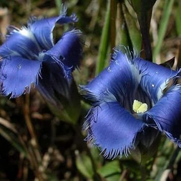 Heirloom Blue Gentian Fringed Flower Seeds for Planting, Non-GMO