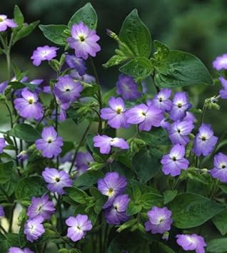 Heirloom Browallia Flower Seeds – Non-GMO Seeds for Vibrant Garden Planting