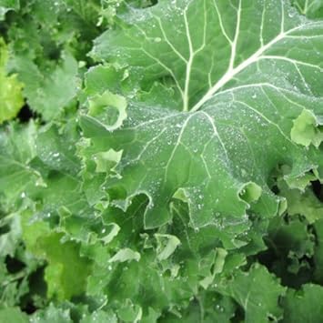 Green Siberian Kale Vegetable Seeds for Planting heirloom & Non-GMO Seeds