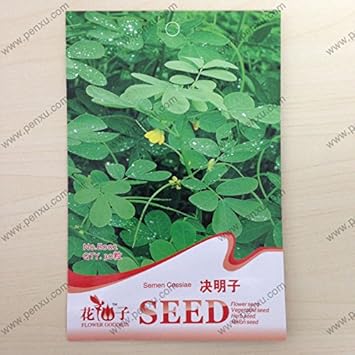 Semen Cassiae Flower Seeds for Planting Herbal Blooming Seeds, Medicinal Ornamental Plant