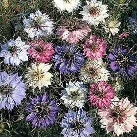 Mixed Nigella Damascena Flower Seeds for Planting – Organic, Heirloom, Non-GMO Love-in-a-Mist