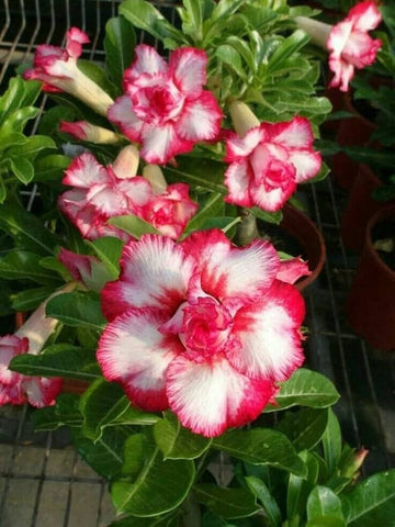 Pink White Adenium Obesum Flower Seeds for Planting - NON GMO Seeds