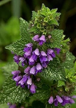 Purple Horehound Flower Seeds for Planting - 100 pcs for planting in your garden.