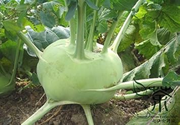 Green Kohlrabi Vegetable Seeds for Planting heirloom & Non-GMO Seeds