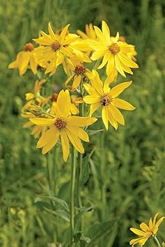 Verbesina Occidentalis Flower Seeds – Heirloom Non-GMO Seeds for Wildflower and Pollinator Garden Planting