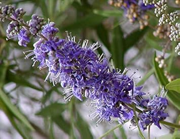 Organic Heirloom Non-GMO Purple Vitex Agnus-Castus Seeds for Planting – Herbal Blooms