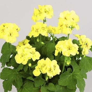 Pelargonium Flower Seeds in Yellow for Garden - 100 pcs