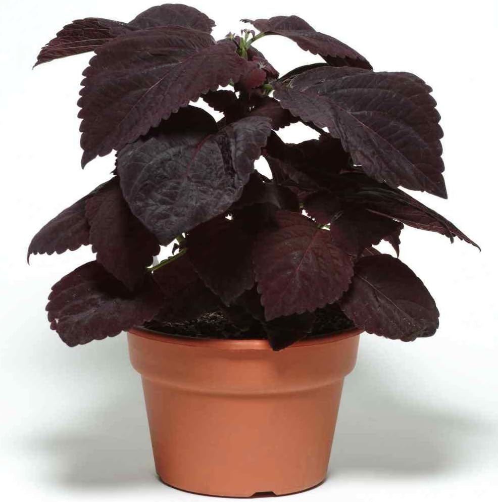 Burgundy Coleus Plant Seeds for planting in home garden