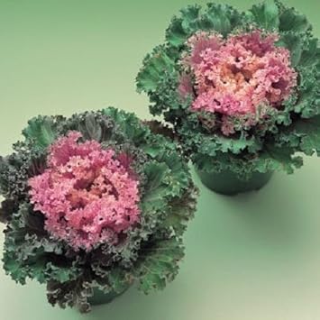 Pink Kale Vegetable Seeds for Planting heirloom & Non-GMO Seeds