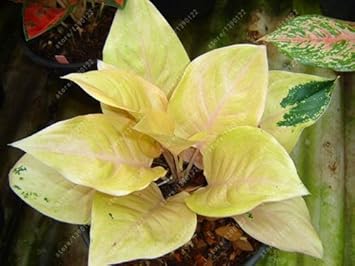 Yellow Aglaonema Plant Seeds for Planting - NON GMO Seeds
