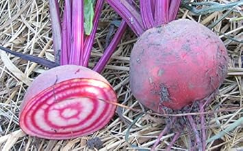 Purple Beet Beta vulgaris seeds for garden planting