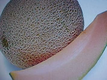 Brown cantaloupe Cucumis melo seeds for melon patch