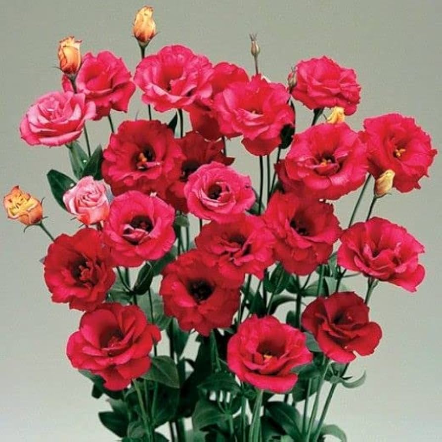 White & Red Eustoma (Lisianthus) Flower Seeds for Planting - Heirloom, NON-GMO Garden Seeds for planting in home garden