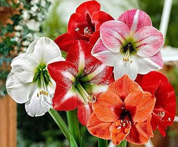 Hippeastrum Flower Seeds for Planting, Green Red, NON GMO Seeds