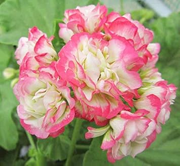 Geranium Apple Blossom Pink Flower Seeds for Planting NON GMO Seeds