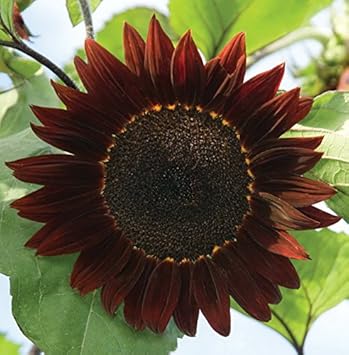 Burgundy Sunflower Seeds for Planting ƒ?? Rich Dark Blooms, Ideal for Gardens, Cut Flowers for planting in your garden.