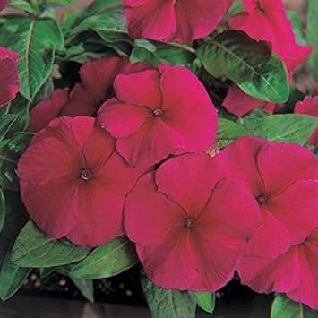 Purple Vinca Flower Seeds for Planting, 100 pcs