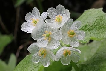 Transparent Skeleton Flower Seeds for Planting - NON GMO Seeds