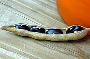 Black Bean Seeds for Planting - 100 Pcs pcs
