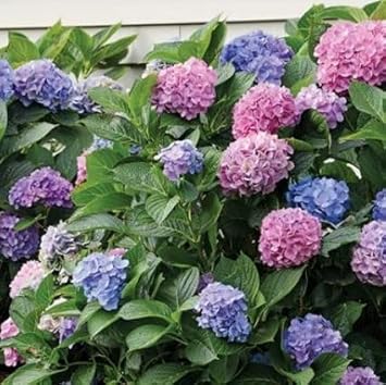 Mixed Hydrangea Flower Seeds - 100 pcs for planting in your garden.