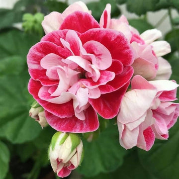 Light Pink Geranium Pelargonium Heirloom Non-GMO Seeds for Planting