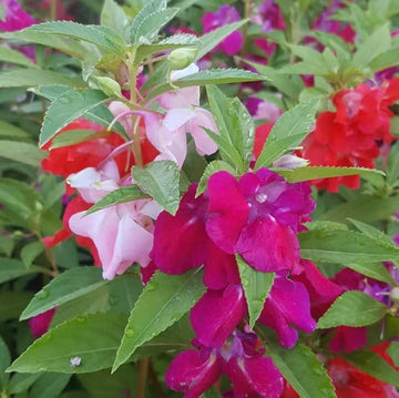 Heirloom Non-GMO Mixed Balsam Flower Seeds – Bright, Colorful Blooms for Garden Planting