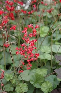 Red Heuchera Flower Seeds for Planting - Heirloom, NON-GMO Perennial Seeds - Shade-Loving Garden Blooms