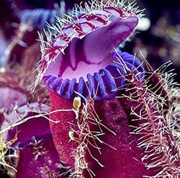 Venus Fly Trap Violet Flower Seeds – Heirloom, Non-GMO Carnivorous Plant Seeds for Planting